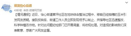 成都一广场移栽玉米杆？
